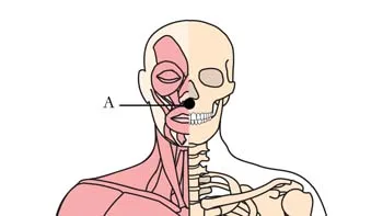 os 3 antispasmodic cell points1