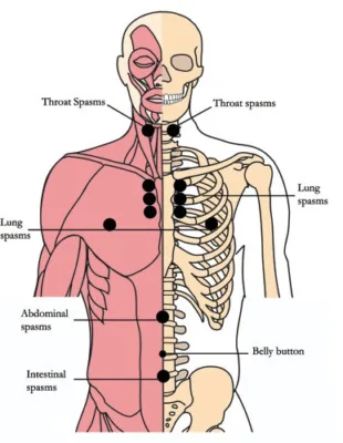 os 3 antispasmodic cell points4b